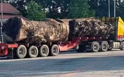 Uproar over loss of big tree