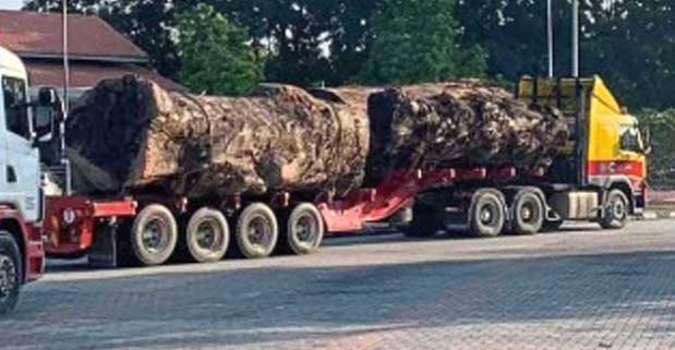 Uproar over loss of big tree